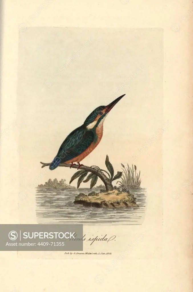 Common kingfisher, Alcedo ispida, Alcedo atthis. Handcoloured copperplate engraving by George Graves from "British Ornithology" 1811. Graves was a bookseller, publisher, artist, engraver and colorist and worked on botanical and ornithological books.