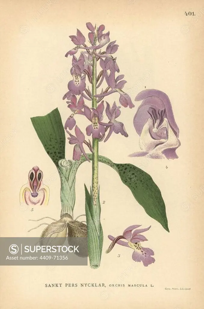 Early purple orchid, Orchis mascula. Chromolithograph from Carl Lindman's "Bilder ur Nordens Flora" (Pictures of Northern Flora), Stockholm, Wahlstrom & Widstrand, 1905. Lindman (1856-1928) was Professor of Botany at the Swedish Museum of Natural History (Naturhistoriska Riksmuseet). The chromolithographs were based on Johan Wilhelm Palmstruch's "Svensk botanik," 1802-1843.