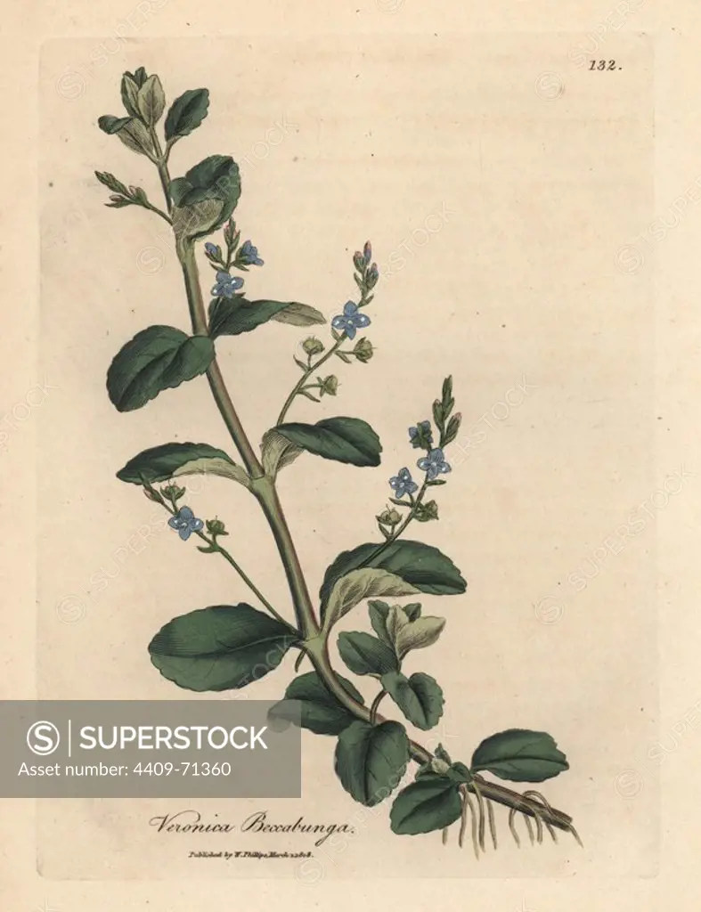 Brooklime speedwell, Veronica beccabunga. Handcoloured copperplate engraving from a botanical illustration by James Sowerby from William Woodville and Sir William Jackson Hooker's "Medical Botany," John Bohn, London, 1832. The tireless Sowerby (1757-1822) drew over 2, 500 plants for Smith's mammoth "English Botany" (1790-1814) and 440 mushrooms for "Coloured Figures of English Fungi " (1797) among many other works.