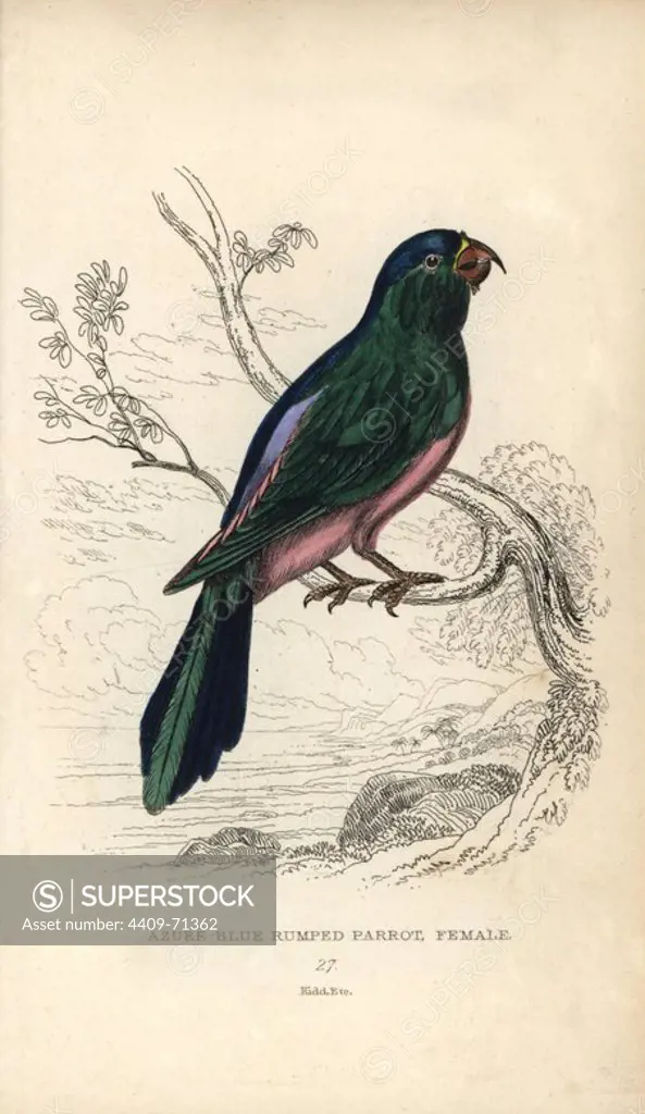 Blue backed parrot, Tanygnathus sumatranus. Azure blue rumped parrot, Psittacus cyanopygius (female). Hand-coloured steel engraving by Joseph Kidd from Sir Thomas Dick Lauder and Captain Thomas Brown's "Miscellany of Natural History: Parrots," Edinburgh, 1833. The Miscellany was intended to be a multi-volume series, but was brought to an abrupt halt after only the second volume on cats when John Audubon complained about the unauthorized use of his illustrations.