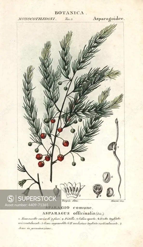 Asparagus, Asparagus officinalis. Handcoloured copperplate stipple engraving from Jussieu's "Dictionary of Natural Science," Florence, Italy, 1837. Illustration by J. G. Pretre, engraved by Giare, directed by Pierre Jean-Francois Turpin, and published by Batelli e Figli. Jean Gabriel Pretre (1780~1845) was painter of natural history at Empress Josephine's zoo and later became artist to the Museum of Natural History. Turpin (1775-1840) is considered one of the greatest French botanical illustrators of the 19th century.
