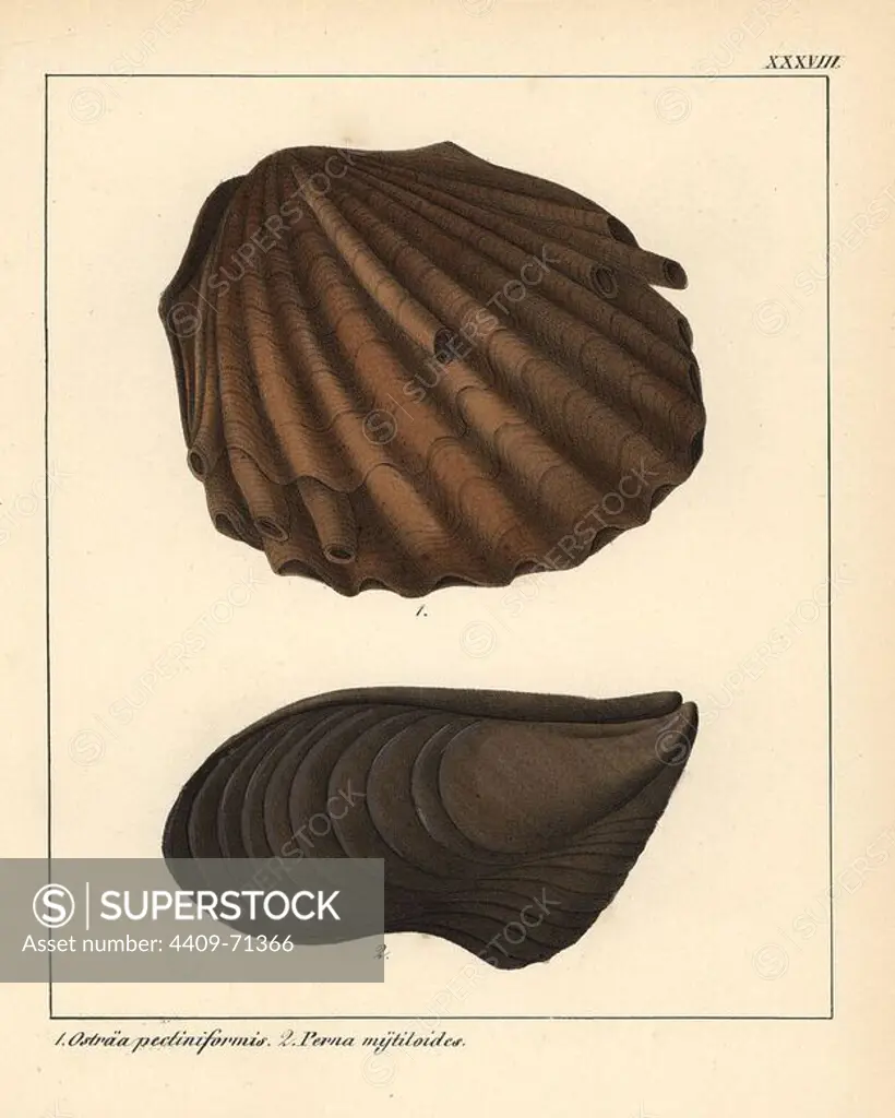 Extinct fossil oyster, Ostraa pectiniformis, and Perna mytiloides. Handcoloured lithograph by an unknown artist from Dr. F.A. Schmidt's "Petrefactenbuch," published in Stuttgart, Germany, 1855 by Verlag von Krais & Hoffmann. Dr. Schmidt's "Book of Petrification" introduced fossils and palaeontology to both the specialist and general reader.