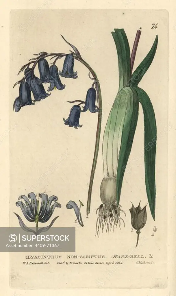 Hare-bell, Hyacinthus non-scriptus. Handcoloured copperplate engraving from a drawing by W.A. Delamotte from William Baxter's "British Phaenogamous Botany" 1834. Scotsman William Baxter (1788-1871) was the curator of the Oxford Botanic Garden from 1813 to 1854.