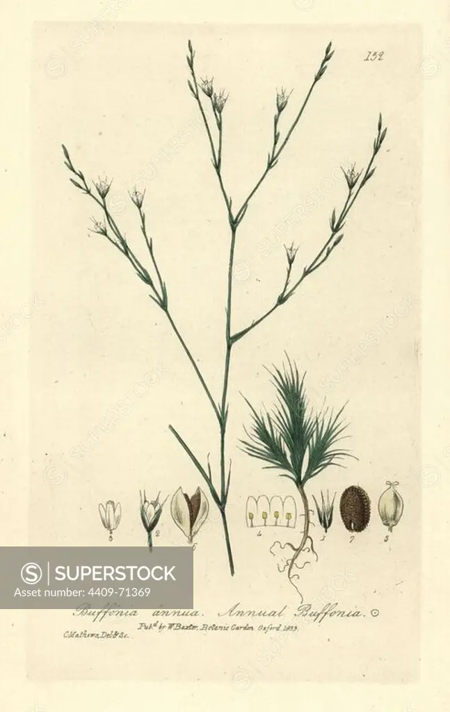 Annual buffonia, Buffonia annua. Handcoloured copperplate engraved and drawn by Charles Mathews from William Baxter's "British Phaenogamous Botany" 1835. Scotsman William Baxter (1788-1871) was the curator of the Oxford Botanic Garden from 1813 to 1854.