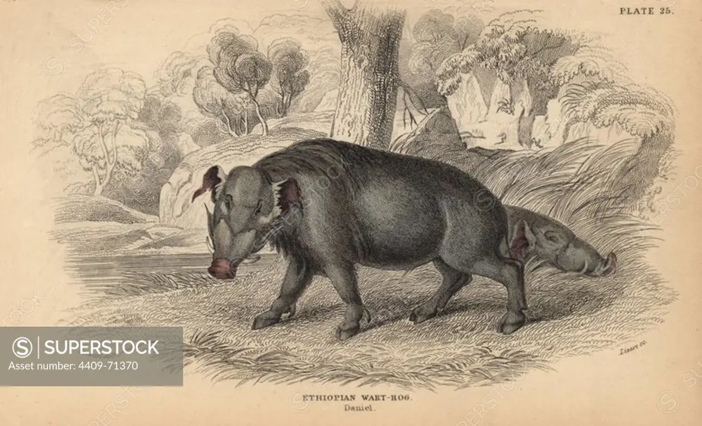 Desert or Ethiopian warthog, Phacochoerus aethiopicus. Handcoloured engraving on steel by William Lizars from a drawing by James Stewart from Sir William Jardine's "Naturalist's Library: Mammalia, Pachydermes or Thick-Skinned Quadrupeds" published by W. H. Lizars, Edinburgh, 1836.