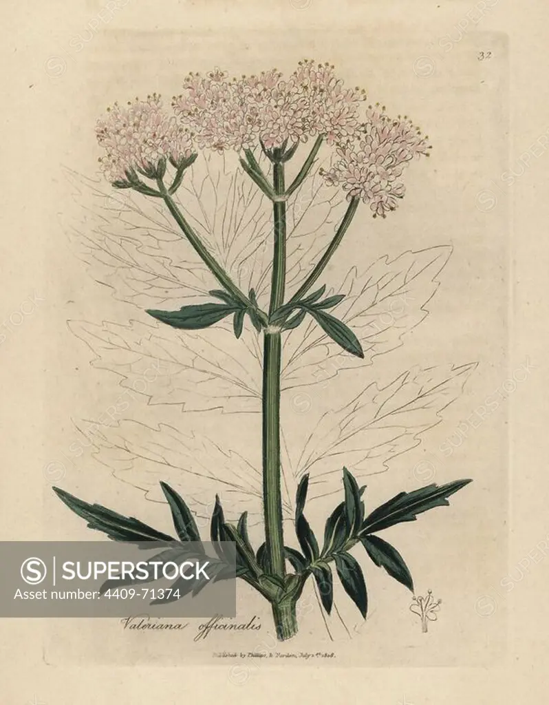Pink flowered valerian, Valeriana officinalis. Handcolored copperplate engraving from a botanical illustration by James Sowerby from William Woodville and Sir William Jackson Hooker's "Medical Botany" 1832. The tireless Sowerby (1757-1822) drew over 2,500 plants for Smith's mammoth "English Botany" (1790-1814) and 440 mushrooms for "Coloured Figures of English Fungi " (1797) among many other works.