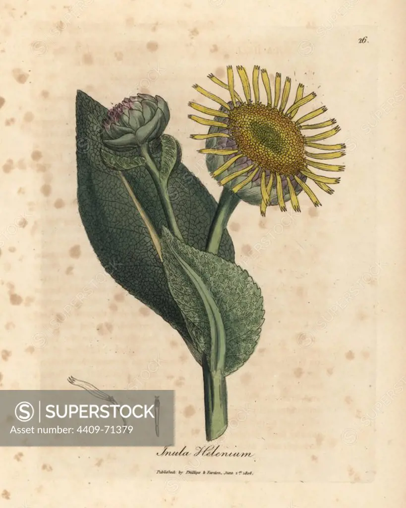 Elecampane, Inula helenium. Handcoloured copperplate engraving from a botanical illustration by James Sowerby from William Woodville and Sir William Jackson Hooker's "Medical Botany," John Bohn, London, 1832. The tireless Sowerby (1757-1822) drew over 2, 500 plants for Smith's mammoth "English Botany" (1790-1814) and 440 mushrooms for "Coloured Figures of English Fungi " (1797) among many other works.