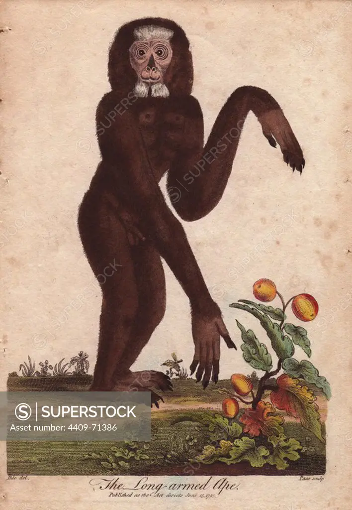 Long-armed ape (Hylobates). Hand-colored copperplate engraving from a drawing by Johann Ihle from Ebenezer Sibly's "Universal System of Natural History" 1794. The prolific Sibly published his Universal System of Natural History in 1794~1796 in five volumes covering the three natural worlds of fauna, flora and geology. The series included illustrations of mythical beasts such as the sukotyro and the mermaid, and depicted sloths sitting on the ground (instead of hanging from trees) and a domesticated female orang utan wearing a bandana. The engravings were by J. Pass, J. Chapman and Barlow copied from original drawings by famous natural history artists George Edwards, Albertus Seba, Maria Sybilla Merian, and Johann Ihle.