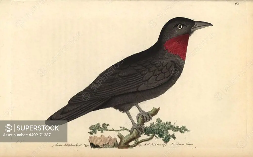 Purple throated fruit crow, Querula purpurata. Purple-throated flycatcher or common piauhau. Muscicapa porphyrobroncha, Muscicapa rubricollis. Illustration signed SN (George Shaw and Frederick Nodder).. Handcolored copperplate engraving from George Shaw and Frederick Nodder's "The Naturalist's Miscellany" 1790.. Frederick Polydore Nodder (1751~1801) was a gifted natural history artist and engraver. Nodder honed his draftsmanship working on Captain Cook and Joseph Banks' Florilegium and engraving Sydney Parkinson's sketches of Australian plants. He was made "botanic painter to her majesty" Queen Charlotte in 1785. Nodder also drew the botanical studies in Thomas Martyn's Flora Rustica (1792) and 38 Plates (1799). Most of the 1,064 illustrations of animals, birds, insects, crustaceans, fishes, marine life and microscopic creatures for the Naturalist's Miscellany were drawn, engraved and published by Frederick Nodder's family. Frederick himself drew and engraved many of the copperplates 