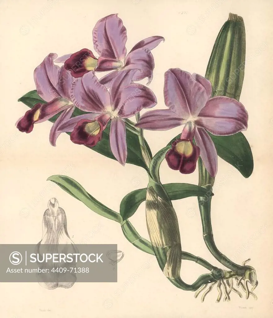 Mr. Skinner's cattleya orchid, Cattleya skinneri. Hand-coloured botanical illustration drawn and lithographed by Walter Hood Fitch for Sir William Jackson Hooker's "Curtis's Botanical Magazine," London, Reeve Brothers, 1846. Fitch (1817~1892) was a tireless Scottish artist who drew over 2,700 lithographs for the "Botanical Magazine" starting from 1834.