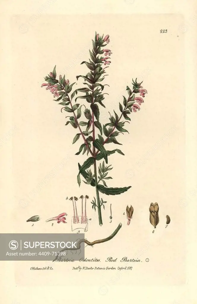 Red bartsia, Bartsia odontites or Odontites vernus. Handcoloured copperplate drawn and engraved by Charles Mathews from William Baxter's "British Phaenogamous Botany" 1837. Scotsman William Baxter (1788-1871) was the curator of the Oxford Botanic Garden from 1813 to 1854.