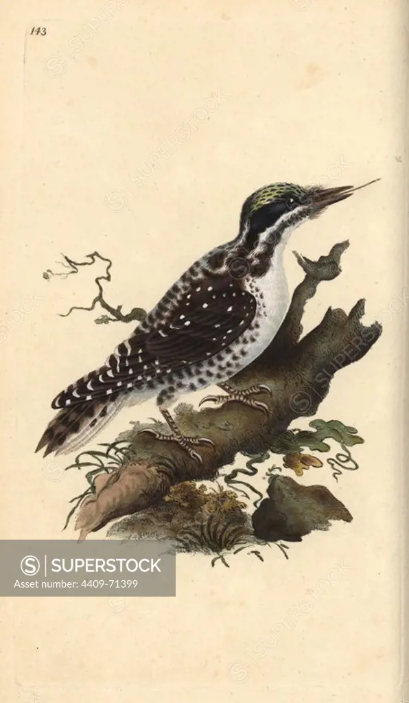 Northern three-toed woodpecker, Picoides tridactylus. Handcoloured copperplate drawn and engraved by Edward Donovan from his own "Natural History of British Birds," London, 1794-1819. Edward Donovan (1768-1837) was an Anglo-Irish amateur zoologist, writer, artist and engraver. He wrote and illustrated a series of volumes on birds, fish, shells and insects, opened his own museum of natural history in London, but later he fell on hard times and died penniless.