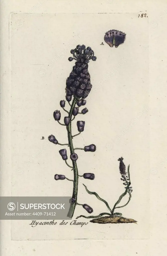 Tassel hyacinth, Muscari comosum. Handcoloured botanical drawn and engraved by Pierre Bulliard from his own "Flora Parisiensis," 1776, Paris, P. F. Didot. Pierre Bulliard (1752-1793) was a famous French botanist who pioneered the three-colour-plate printing technique. His introduction to the flowers of Paris included 640 plants.