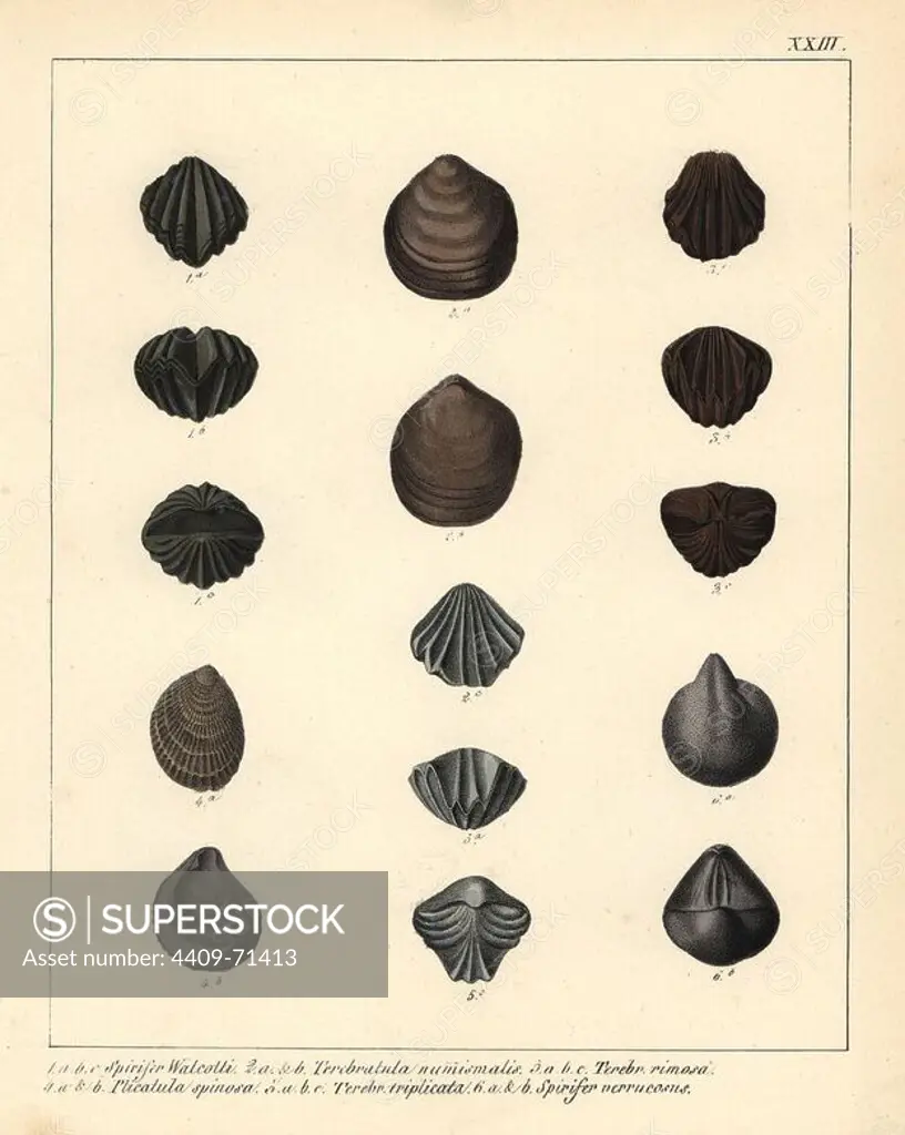 Extinct fossil brachipods: Spirifer walcotti, Terebratula numismalis, T. rimosa, Plicatula spinosa, T. triplicata, and Spirifer verrucosus. Handcoloured lithograph by an unknown artist from Dr. F.A. Schmidt's "Petrefactenbuch," published in Stuttgart, Germany, 1855 by Verlag von Krais & Hoffmann. Dr. Schmidt's "Book of Petrification" introduced fossils and palaeontology to both the specialist and general reader.