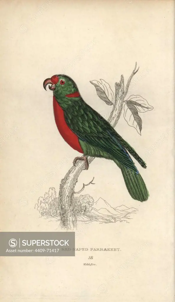 Red-naped parrakeet, Psittacus nuchalis. Hand-coloured steel engraving by Joseph Kidd (after Jacques Barraband) from Sir Thomas Dick Lauder and Captain Thomas Brown's "Miscellany of Natural History: Parrots," Edinburgh, 1833. The Miscellany was intended to be a multi-volume series, but was brought to an abrupt halt after only the second volume on cats when John Audubon complained about the unauthorized use of his illustrations.