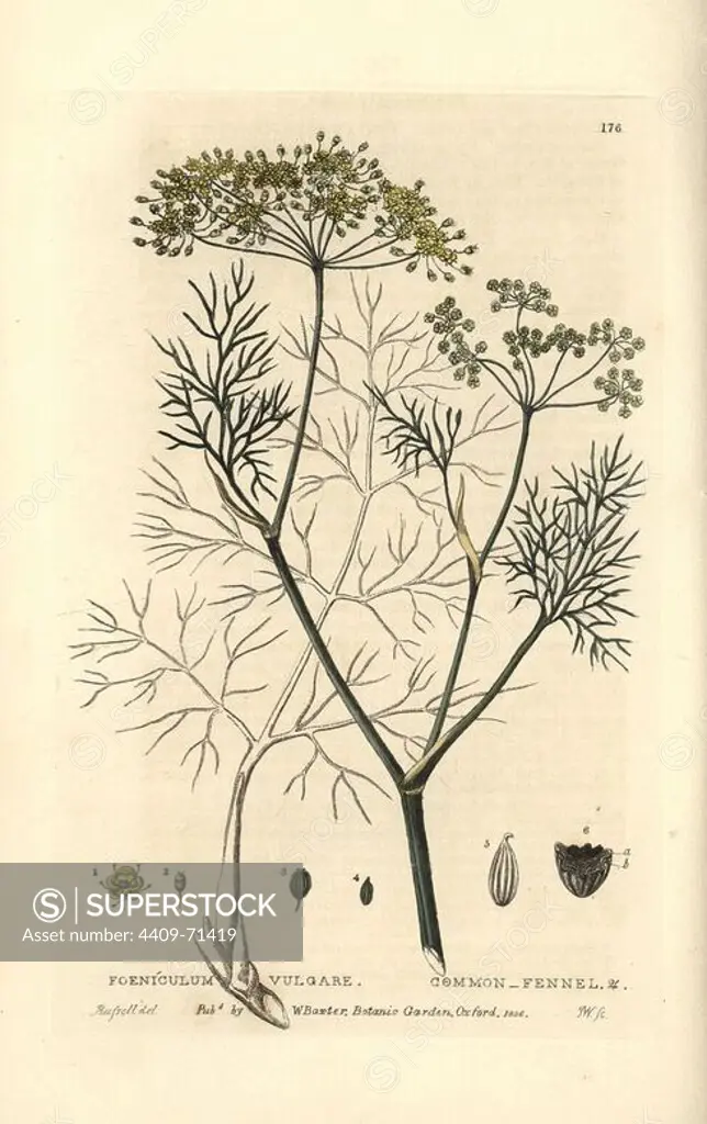 Fennel, Foeniculum vulgare. Handcoloured copperplate engraving from a drawing by Isaac Russell from William Baxter's "British Phaenogamous Botany" 1834. Scotsman William Baxter (1788-1871) was the curator of the Oxford Botanic Garden from 1813 to 1854.