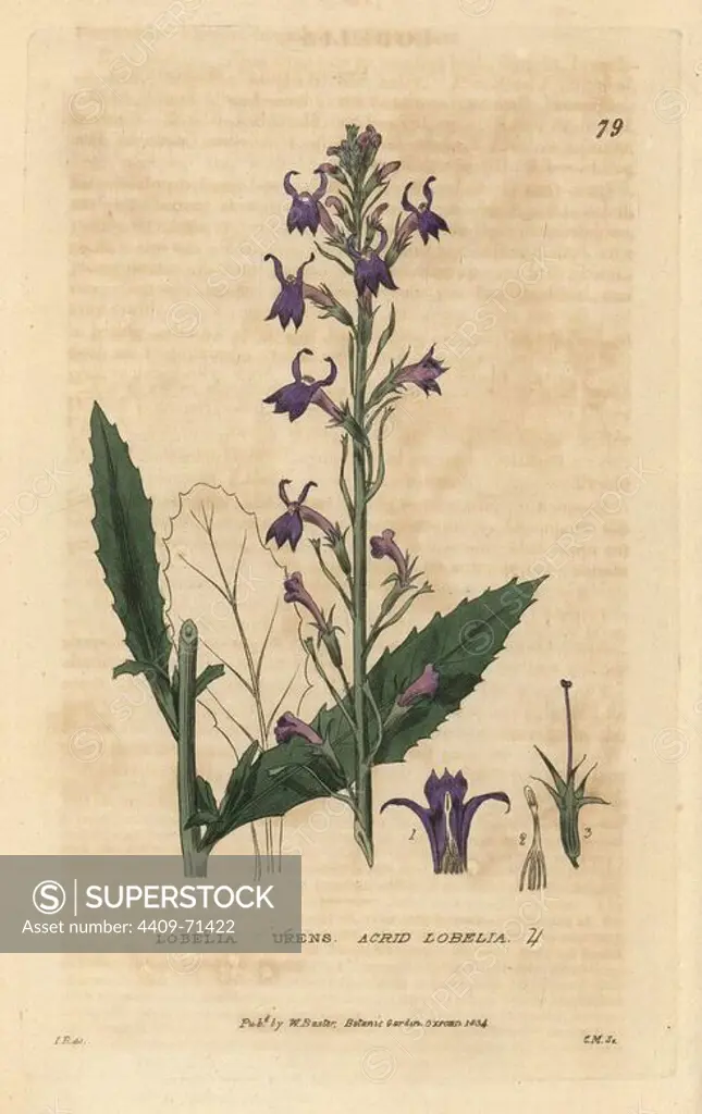 Acrid lobelia, Lobelia urens. Handcoloured copperplate engraving from a drawing by Isaac Russell from William Baxter's "British Phaenogamous Botany" 1834. Scotsman William Baxter (1788-1871) was the curator of the Oxford Botanic Garden from 1813 to 1854.