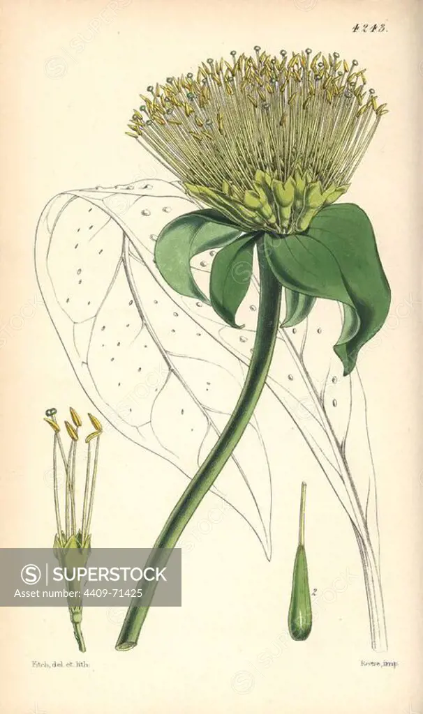 Umbellate leianthus, Leianthus umbellatus. Hand-coloured botanical illustration drawn and lithographed by Walter Hood Fitch for Sir William Jackson Hooker's "Curtis's Botanical Magazine," London, Reeve Brothers, 1846. Fitch (1817~1892) was a tireless Scottish artist who drew over 2,700 lithographs for the "Botanical Magazine" starting from 1834.