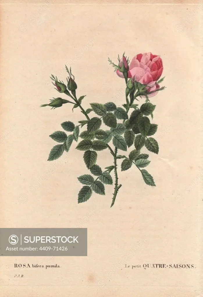 Dwarf four seasons rose with large pink bloom (Rosa bifera pumila).. Le petite Quatre-Saisons. Grown from seed by Monsieur Noel, Paris, France, before 1824. Closely resembles Rosa bifera officinalis.. Hand-colored, octavo-size stipple copperplate engraving from Pierre Joseph Redoute's "Les Roses" 1828.
