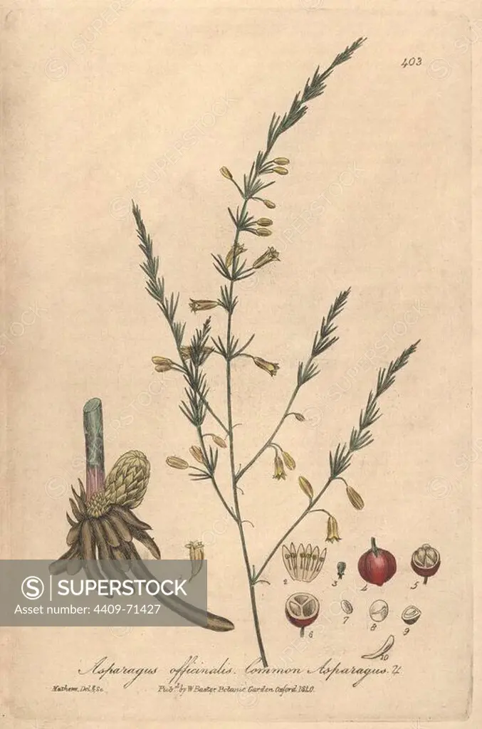 Common asparagus, Asparagus officinalis. Handcoloured copperplate drawn and engraved by Charles Mathews from William Baxter's "British Phaenogamous Botany," Oxford, 1840. Scotsman William Baxter (1788-1871) was the curator of the Oxford Botanic Garden from 1813 to 1854.