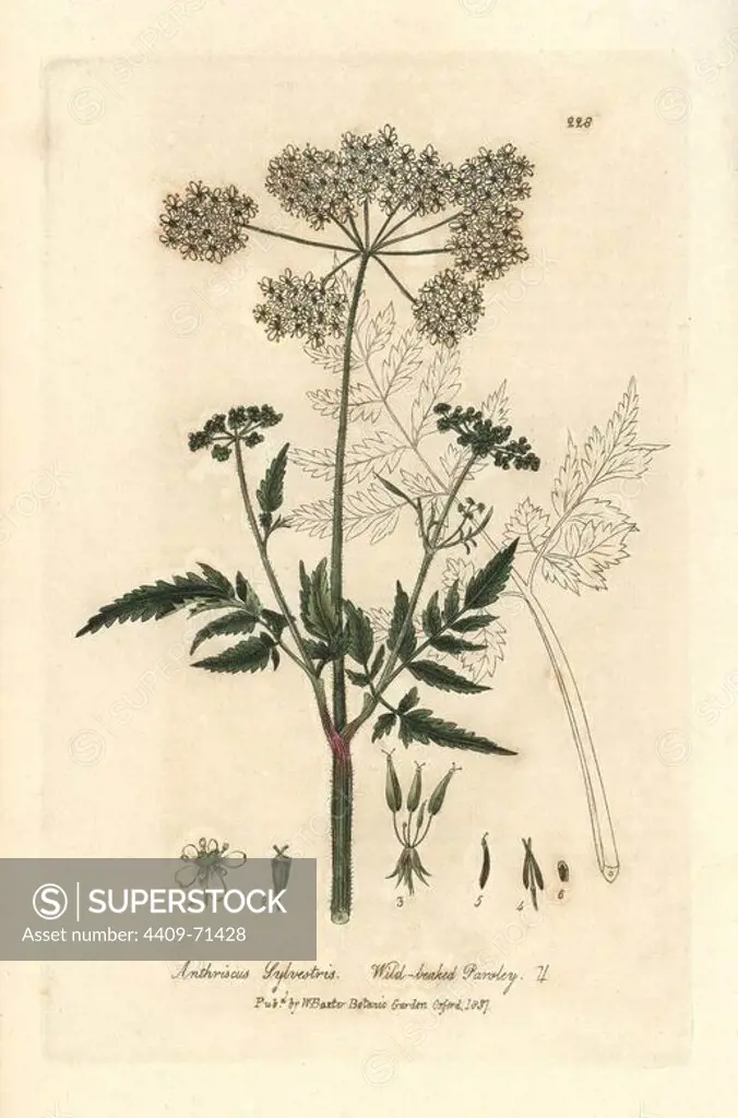 Wild-beaked parsley, Anthriscus sylvestris. Handcoloured copperplate engraving from William Baxter's "British Phaenogamous Botany" 1837. Scotsman William Baxter (1788-1871) was the curator of the Oxford Botanic Garden from 1813 to 1854.