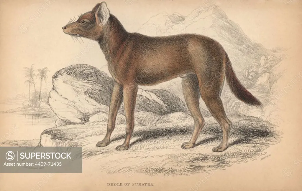 Sumatran dhole, Cuon alpinus sumatrensis. Endangered. Handcoloured engraving on steel by William Lizars from a drawing by Colonel Charles Hamilton Smith from Sir William Jardine's "Naturalist's Library: Dogs" published by W. H. Lizars, Edinburgh, 1839.