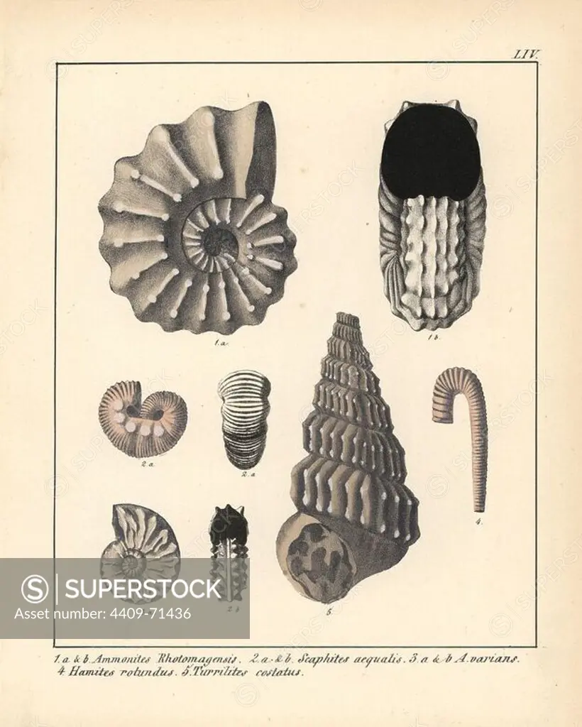 Extinct gastropods and mollusks: Ammonites Rhotomagensis, Scaphites aequalis, A. varians, Hamites rotundus and Turrilites costatus. Handcoloured lithograph by an unknown artist from Dr. F.A. Schmidt's "Petrefactenbuch," published in Stuttgart, Germany, 1855 by Verlag von Krais & Hoffmann. Dr. Schmidt's "Book of Petrification" introduced fossils and palaeontology to both the specialist and general reader.