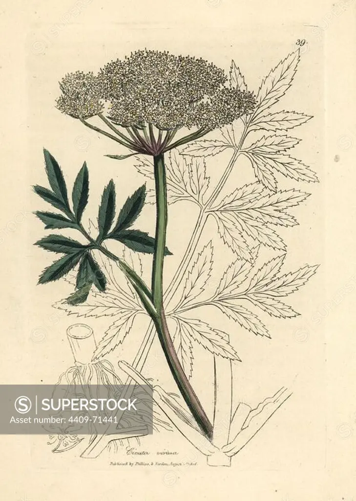White flowered water hemlock, Cicuta virosa. Handcolored copperplate engraving from a botanical illustration by James Sowerby from William Woodville and Sir William Jackson Hooker's "Medical Botany" 1832. The tireless Sowerby (1757-1822) drew over 2,500 plants for Smith's mammoth "English Botany" (1790-1814) and 440 mushrooms for "Coloured Figures of English Fungi " (1797) among many other works.