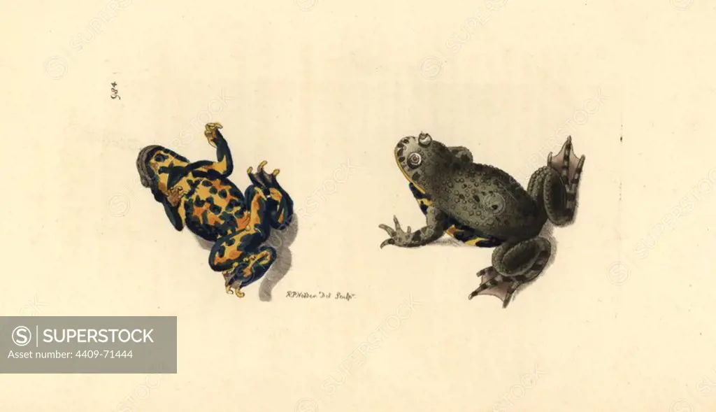 European fire-bellied toad, Bombina bombina. Illustration drawn and engraved by Richard Polydore Nodder. Handcolored copperplate engraving from George Shaw and Frederick Nodder's "The Naturalist's Miscellany" 1812. Most of the 1,064 illustrations of animals, birds, insects, crustaceans, fishes, marine life and microscopic creatures for the Naturalist's Miscellany were drawn by George Shaw, Frederick Nodder and Richard Nodder, and engraved and published by the Nodder family. Frederick drew and engraved many of the copperplates until his death around 1800, and son Richard (1774~1823) was responsible for the plates signed RN or RPN. Richard exhibited at the Royal Academy and became botanic painter to King George III.