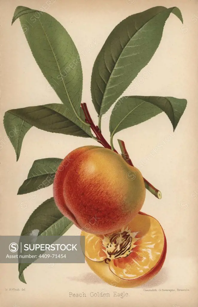 Peach cultivar, Golden Eagle, Prunus persica. Chromolithograph from "The Florist and Pomologist" Robert Hogg, London, published from 1878 to 1884. 251 hand-coloured and chromolithographic plates of fruit and flowers. Drawn by Walter Hood Fitch, Miss E. Regel, and J.L. Macfarlane, lithographed by G. Severeyns and Stroobant, Belgium.