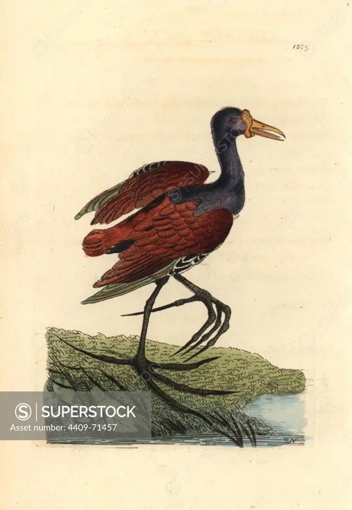 Wattled jacana, Jacana jacana. Illustration drawn and engraved by Richard Polydore Nodder. Handcolored copperplate engraving from George Shaw and Frederick Nodder's "The Naturalist's Miscellany" 1812. Most of the 1,064 illustrations of animals, birds, insects, crustaceans, fishes, marine life and microscopic creatures for the Naturalist's Miscellany were drawn by George Shaw, Frederick Nodder and Richard Nodder, and engraved and published by the Nodder family. Frederick drew and engraved many of the copperplates until his death around 1800, and son Richard (1774~1823) was responsible for the plates signed RN or RPN. Richard exhibited at the Royal Academy and became botanic painter to King George III.
