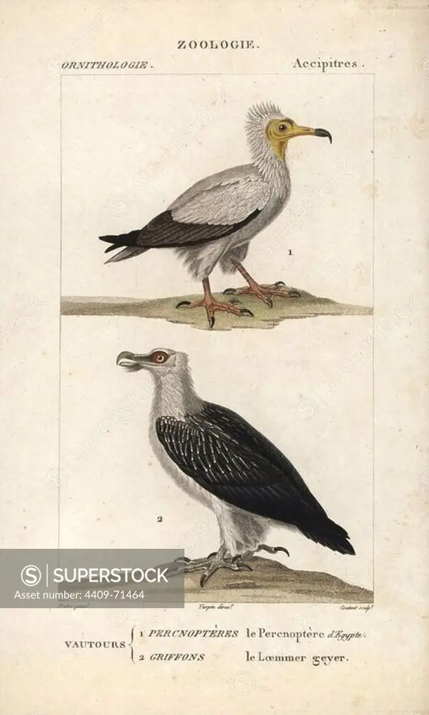 Egyptian vulture, Neophron percnopterus (endangered), and bearded vulture, Gypaetus barbatus. Handcoloured copperplate stipple engraving from Dumont de Sainte-Croix's "Dictionary of Natural Science: Ornithology," Paris, France, 1816-1830. Illustration by J. G. Pretre, engraved by David, directed by Pierre Jean-Francois Turpin, and published by F.G. Levrault. Jean Gabriel Pretre (1780~1845) was painter of natural history at Empress Josephine's zoo and later became artist to the Museum of Natural History. Turpin (1775-1840) is considered one of the greatest French botanical illustrators of the 19th century.