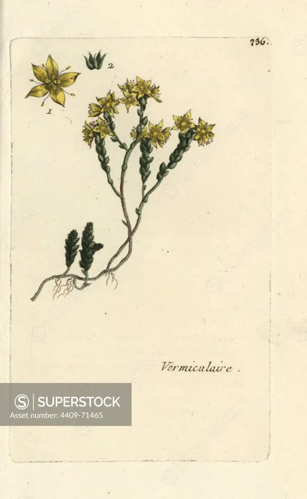 Wallpepper, Sedum acre. Handcoloured botanical drawn and engraved by Pierre Bulliard from his own "Flora Parisiensis," 1776, Paris, P. F. Didot. Pierre Bulliard (1752-1793) was a famous French botanist who pioneered the three-colour-plate printing technique. His introduction to the flowers of Paris included 640 plants.