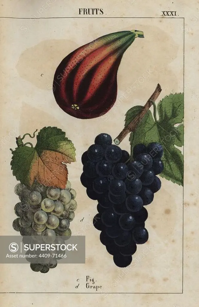 Fig and grapes. Chromolithograph from "The Instructive Picturebook, or Lessons from the Vegetable World," Charlotte Mary Yonge, Edinburgh, 1858.