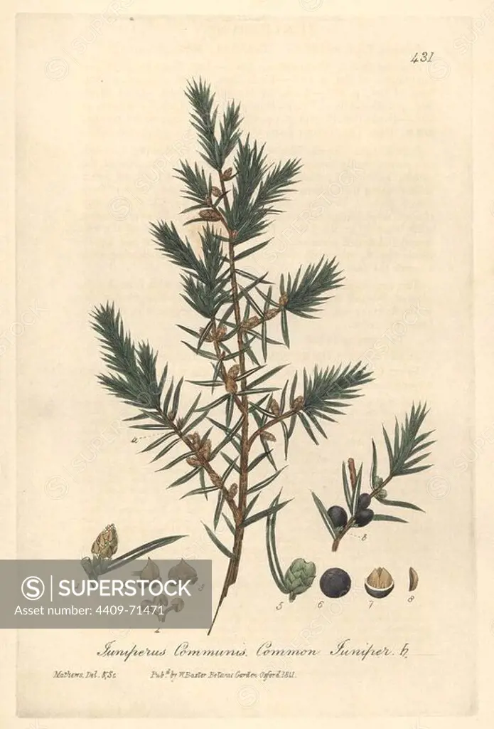 Common juniper, Juniperus communis. Handcoloured copperplate drawn and engraved by Charles Mathews from William Baxter's "British Phaenogamous Botany," Oxford, 1841. Scotsman William Baxter (1788-1871) was the curator of the Oxford Botanic Garden from 1813 to 1854.