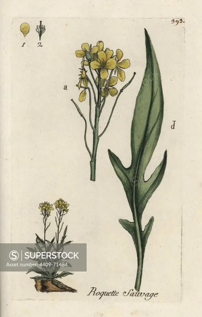 Perennial wallrocket, Diplotaxis tenuifolia. Handcoloured botanical drawn and engraved by Pierre Bulliard from his own "Flora Parisiensis," 1776, Paris, P. F. Didot. Pierre Bulliard (1752-1793) was a famous French botanist who pioneered the three-colour-plate printing technique. His introduction to the flowers of Paris included 640 plants.