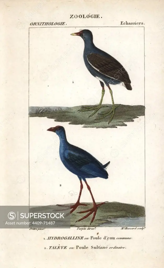 Common moorhen, Gallinula chloropus, and purple swamphen, Porphyrio porphyrio. Handcoloured copperplate stipple engraving from Dumont de Sainte-Croix's "Dictionary of Natural Science: Ornithology," Paris, France, 1816-1830. Illustration by J. G. Pretre, engraved by Madame Massard, directed by Pierre Jean-Francois Turpin, and published by F.G. Levrault. Jean Gabriel Pretre (1780~1845) was painter of natural history at Empress Josephine's zoo and later became artist to the Museum of Natural History. Turpin (1775-1840) is considered one of the greatest French botanical illustrators of the 19th century.