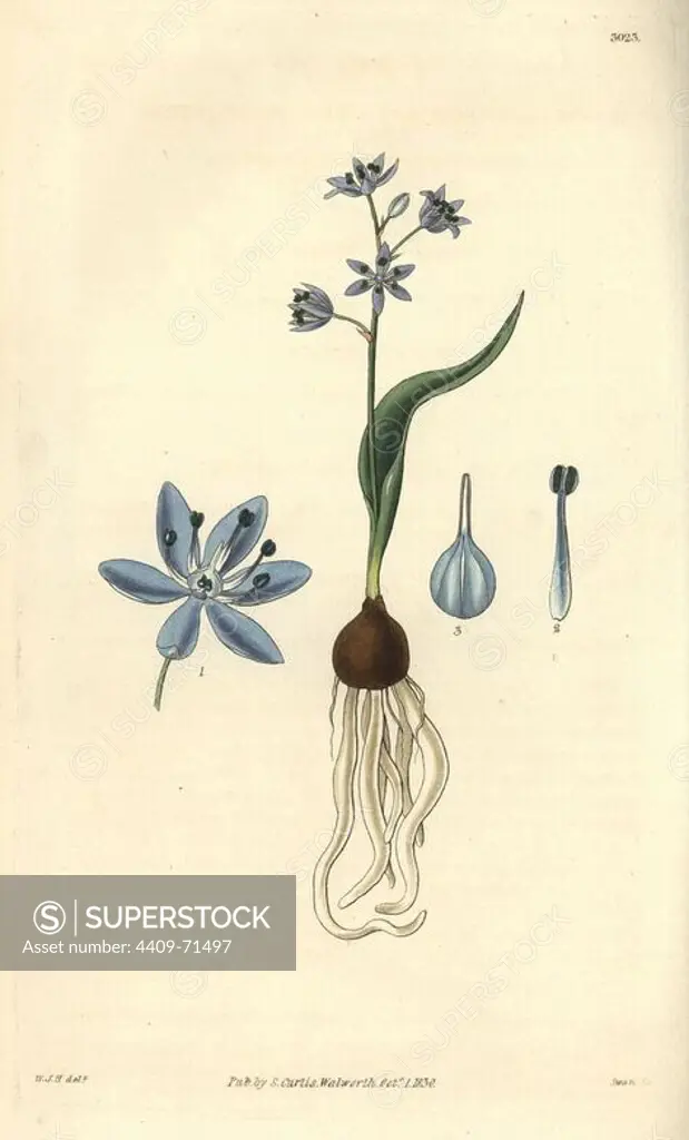 Dwarf squill, Scilla pumila. Illustration drawn by William Jackson Hooker, engraved by Swan. Handcolored copperplate engraving from William Curtis's "The Botanical Magazine," Samuel Curtis, 1830. Hooker (1785-1865) was an English botanist, writer and artist. He was Regius Professor of Botany at Glasgow University, and editor of Curtis' "Botanical Magazine" from 1827 to 1865. In 1841, he was appointed director of the Royal Botanic Gardens at Kew, and was succeeded by his son Joseph Dalton. Hooker documented the fern and orchid crazes that shook England in the mid-19th century in books such as "Species Filicum" (1846) and "A Century of Orchidaceous Plants" (1849). A gifted botanical artist himself, he wrote and illustrated "Flora Exotica" (1823) and several volumes of the "Botanical Magazine" after 1827.