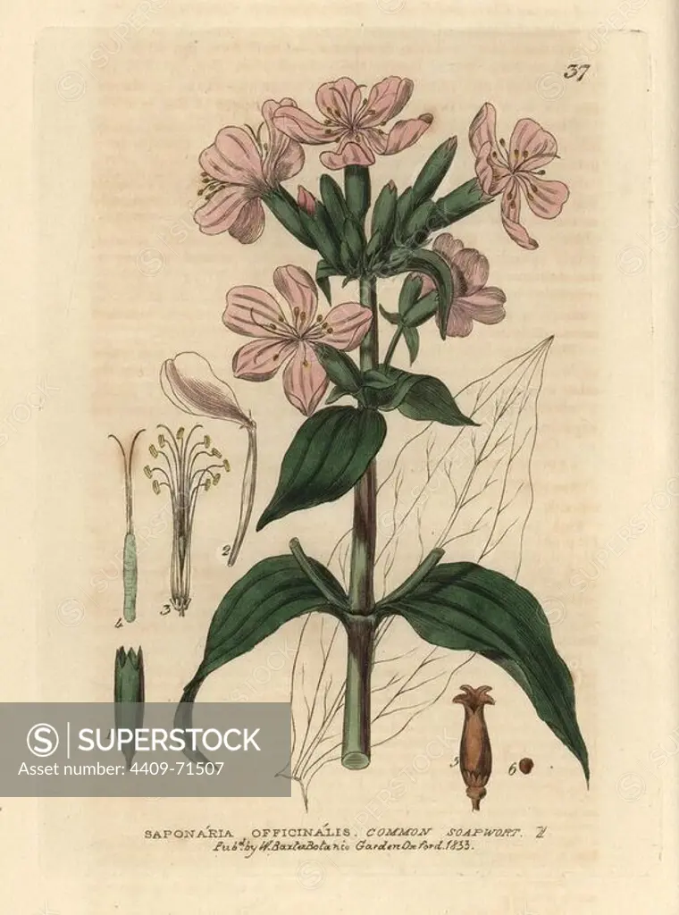 Soapwort, Saponaria officinalis. Handcoloured copperplate engraving from a drawing by Isaac Russell from William Baxter's "British Phaenogamous Botany" 1834. Scotsman William Baxter (1788-1871) was the curator of the Oxford Botanic Garden from 1813 to 1854.