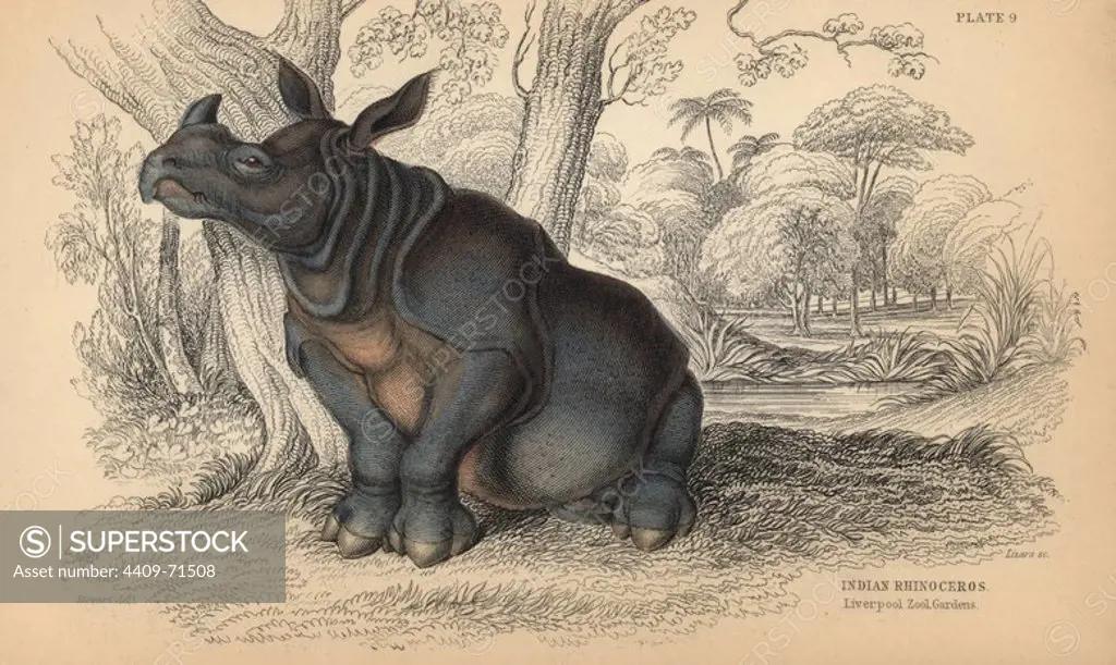 Indian rhinoceros, Rhinoceros unicornis (R. indicus) in Liverpool Zoo Gardens. Vulnerable. Handcoloured engraving on steel by William Lizars from a drawing by James Stewart from Sir William Jardine's "Naturalist's Library: Mammalia, Pachydermes or Thick-Skinned Quadrupeds" published by W. H. Lizars, Edinburgh, 1836.