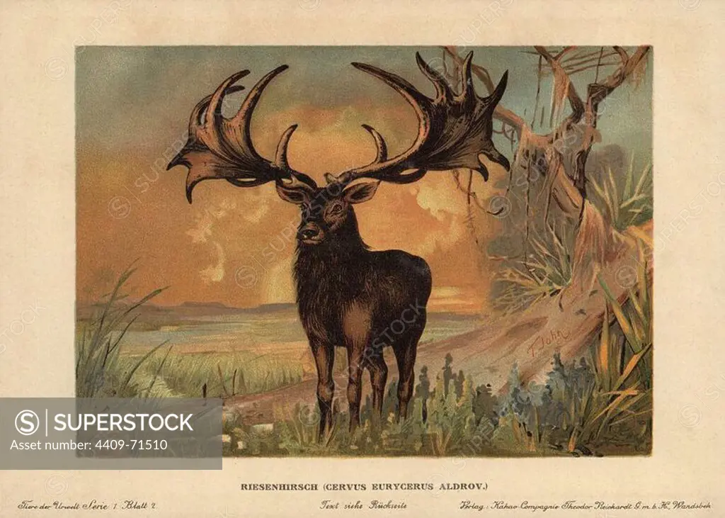 Irish Elk, Megaloceros giganteus, extinct species of giant deer from the Late Pleistocene. Colour printed (chromolithograph) illustration by F. John from "Tiere der Urwelt" Animals of the Prehistoric World, 1910, Hamburg. From a series of prehistoric creature cards published by the Reichardt Cocoa company.