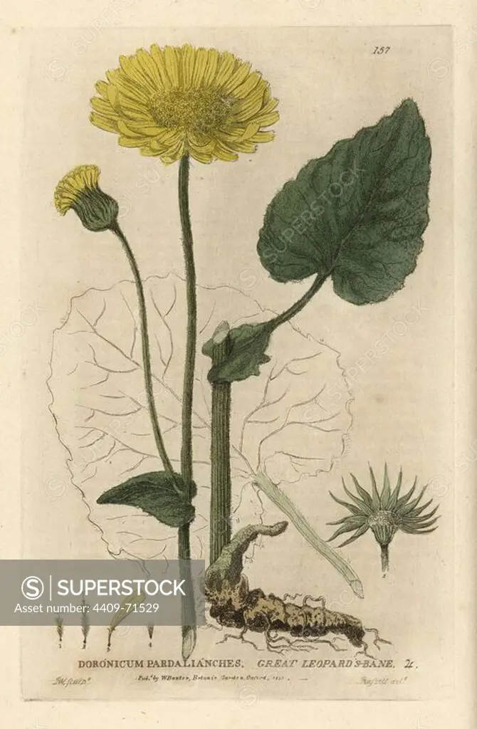 Great leopard's bane, Doronichus pardalianches. Handcoloured copperplate engraving by I. Whessell of a drawing by Isaac Russell from William Baxter's "British Phaenogamous Botany" 1835. Scotsman William Baxter (1788-1871) was the curator of the Oxford Botanic Garden from 1813 to 1854.