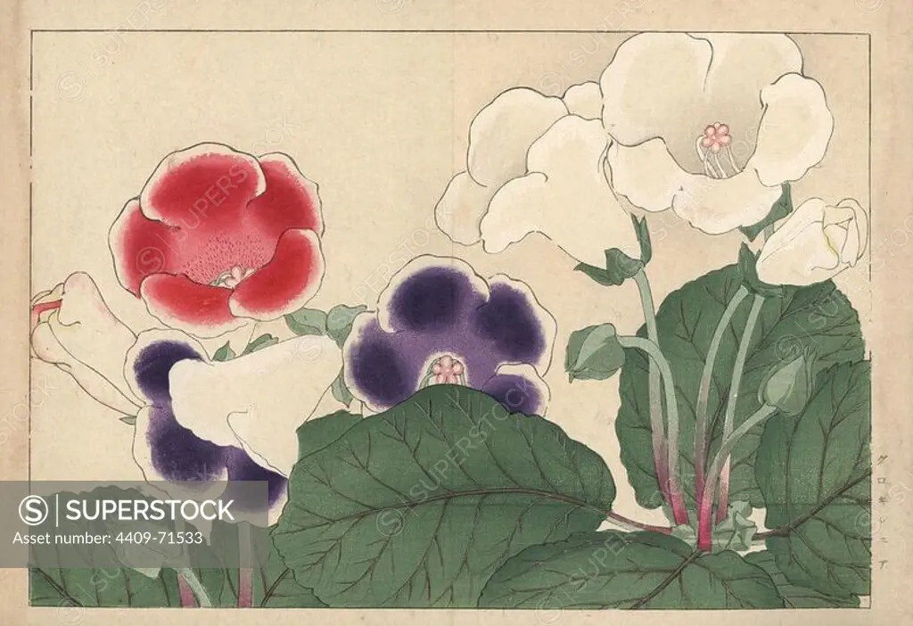 Gloxinia, Sinningia speciosa. Handcoloured woodblock print from Konan Tanigami's "Seiyou Sokazufu" (Pictorial Album of Western Plants and Flowers: Summer), Unsodo, Kyoto, 1917. Tanigami (1879-1928) depicted 125 varieties of garden plants through the four seasons.