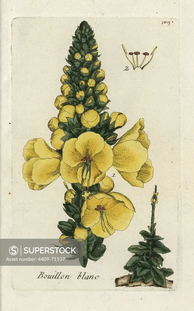 Greater mullein, Vebascum thapsus. Handcoloured botanical drawn and engraved by Pierre Bulliard from his own "Flora Parisiensis," 1776, Paris, P.F. Didot. Pierre Bulliard (1752-1793) was a famous French botanist who pioneered the three-colour-plate printing technique. His introduction to the flowers of Paris included 640 plants.