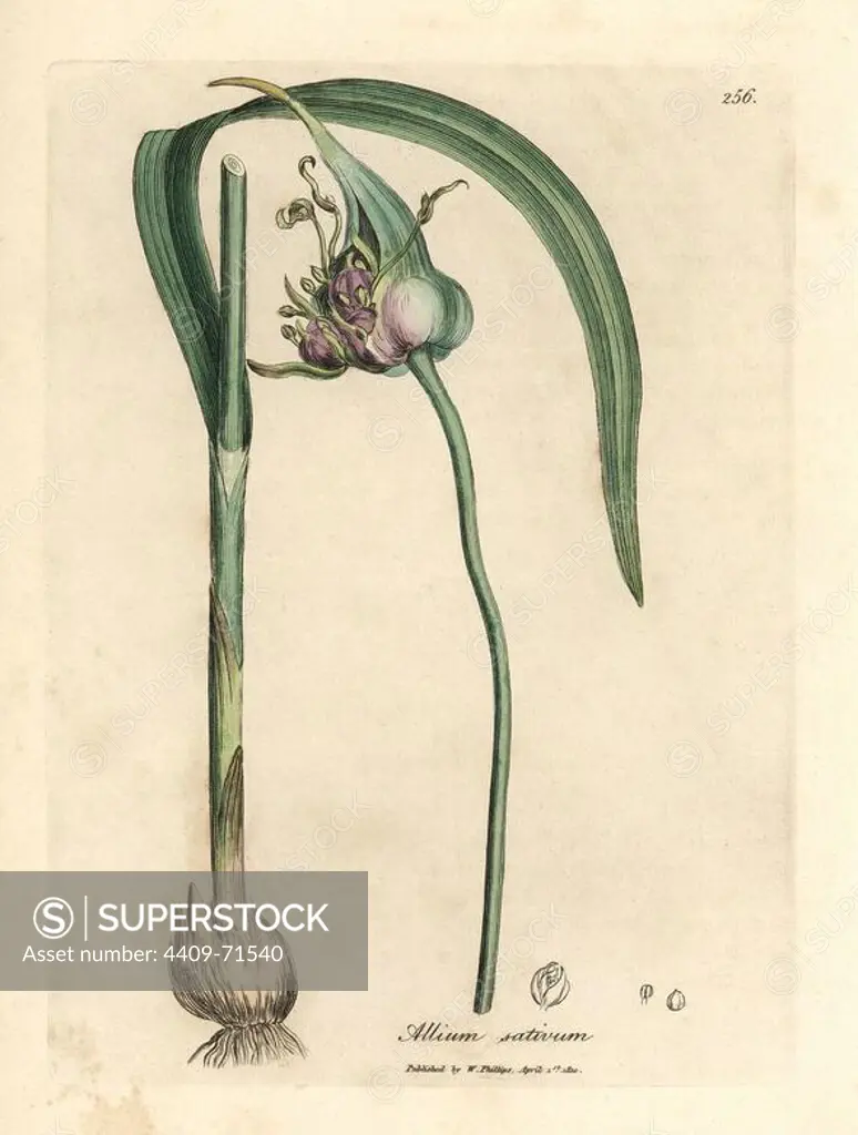 Common cultivated garlic, Allium sativum, showing bulb, leaves and purplish flower. Handcolored copperplate engraving from a botanical illustration by James Sowerby from William Woodville and Sir William Jackson Hooker's "Medical Botany" 1832. The tireless Sowerby (1757-1822) drew over 2,500 plants for Smith's mammoth "English Botany" (1790-1814) and 440 mushrooms for "Coloured Figures of English Fungi " (1797) among many other works.