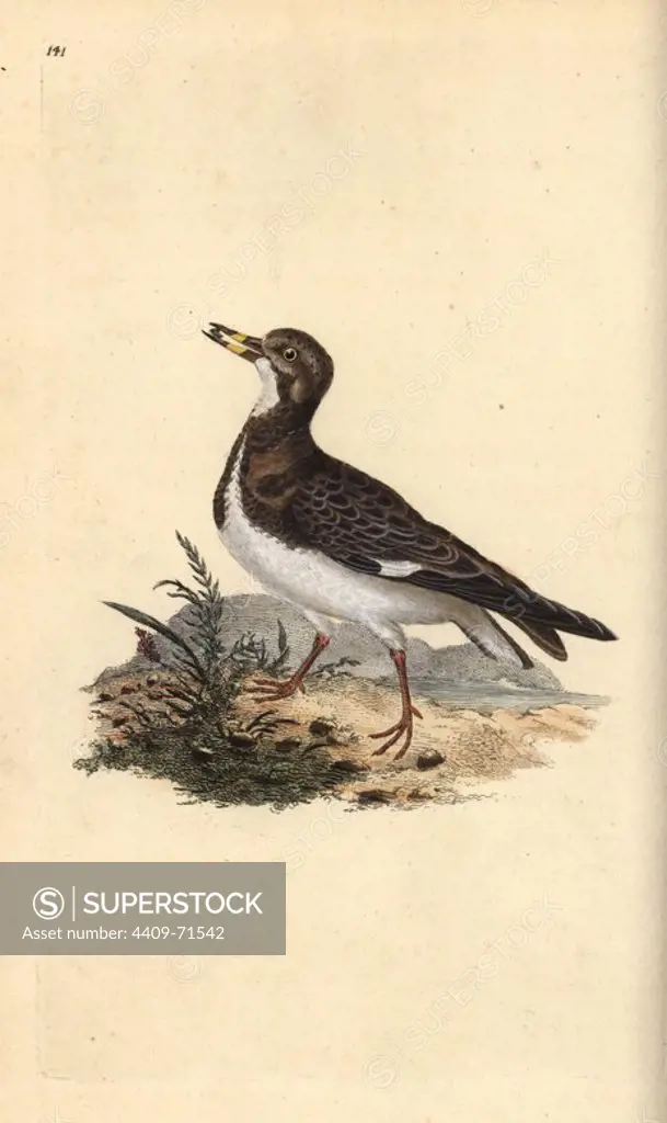 Ruddy turnstone, Arenaria interpres. Handcoloured copperplate drawn and engraved by Edward Donovan from his own "Natural History of British Birds," London, 1794-1819. Edward Donovan (1768-1837) was an Anglo-Irish amateur zoologist, writer, artist and engraver. He wrote and illustrated a series of volumes on birds, fish, shells and insects, opened his own museum of natural history in London, but later he fell on hard times and died penniless.