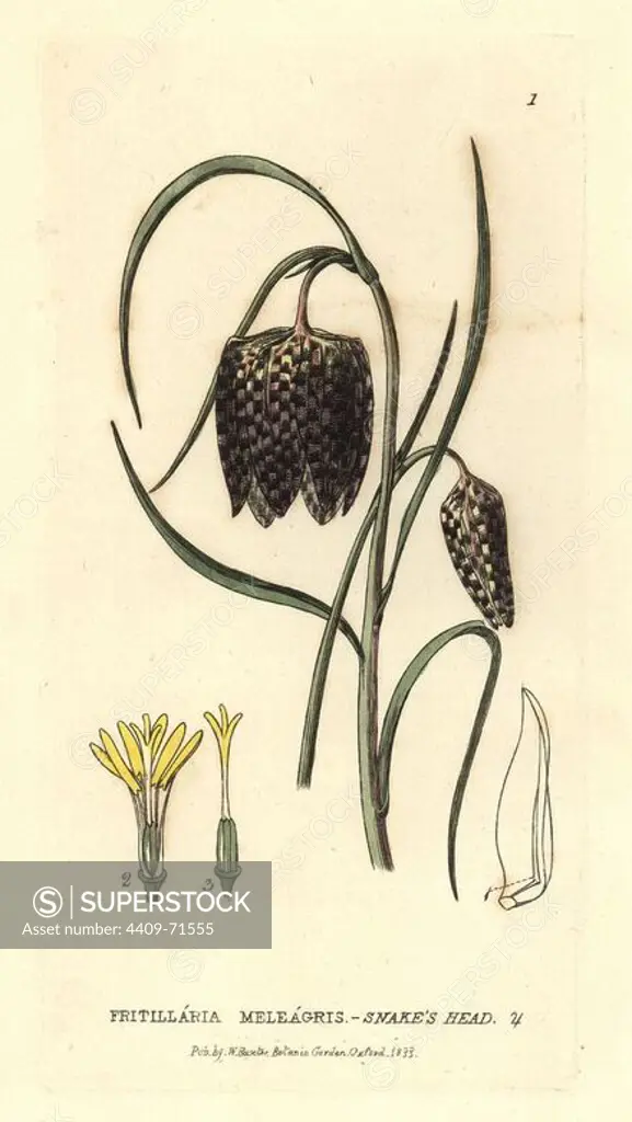 Snake's head fritillary, Fritillaria meleagris. Handcoloured copperplate engraving from a drawing by Isaac Russell from William Baxter's "British Phaenogamous Botany" 1834. Scotsman William Baxter (1788-1871) was the curator of the Oxford Botanic Garden from 1813 to 1854.