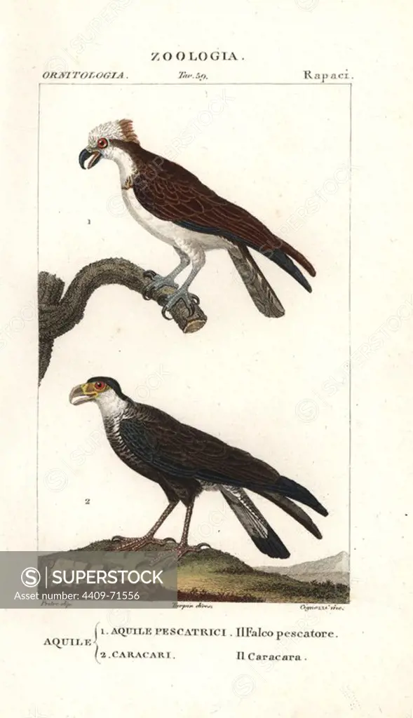 Osprey, Pandion haliaetus, and caracara, Caracara plancus. Handcoloured copperplate stipple engraving from Jussieu's "Dictionary of Natural Science," Florence, Italy, 1837. Illustration by J. G. Pretre, engraved by Cignozzi, directed by Pierre Jean-Francois Turpin, and published by Batelli e Figli. Jean Gabriel Pretre (1780~1845) was painter of natural history at Empress Josephine's zoo and later became artist to the Museum of Natural History. Turpin (1775-1840) is considered one of the greatest French botanical illustrators of the 19th century.
