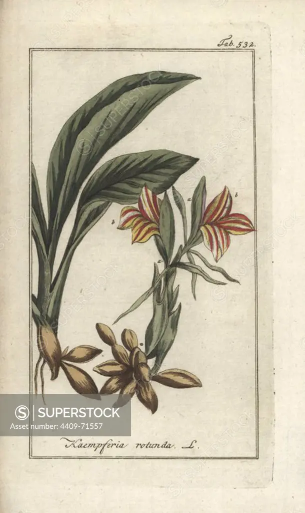 Round-rooted galangale, Kaempferia rotunda. Handcoloured copperplate botanical engraving from Johannes Zorn's "Afbeelding der Artseny-Gewassen," Jan Christiaan Sepp, Amsterdam, 1796. Zorn first published his illustrated medical botany in Nurnberg in 1780 with 500 plates, and a Dutch edition followed in 1796 published by J.C. Sepp with an additional 100 plates. Zorn (1739-1799) was a German pharmacist and botanist who collected medical plants from all over Europe for his "Icones plantarum medicinalium" for apothecaries and doctors.