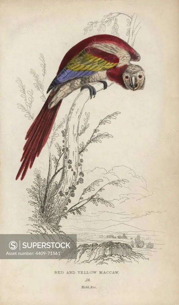 Scarlet macaw, Ara macao.. Red and yellow maccaw, Psittacus aracanga. Hand-coloured steel engraving by Joseph Kidd (after John Audubon) from Sir Thomas Dick Lauder and Captain Thomas Brown's "Miscellany of Natural History: Parrots," Edinburgh, 1833. The Miscellany was intended to be a multi-volume series, but was brought to an abrupt halt after only the second volume on cats when John Audubon complained about the unauthorized use of his illustrations.